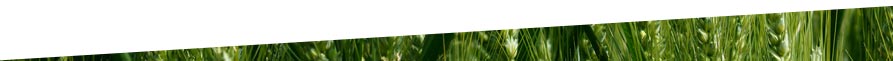 campo di grano